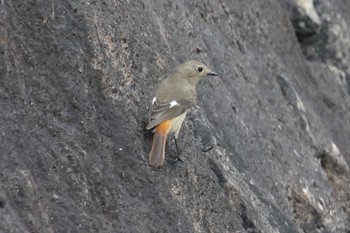 Daurian Redstart Osaka castle park Sun, 3/31/2024