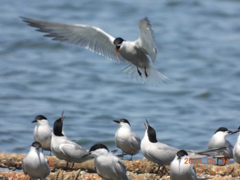 アジサシ 葛西臨海公園 2024年5月4日(土)