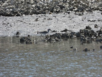 Grey-tailed Tattler Kasai Rinkai Park Sat, 5/4/2024