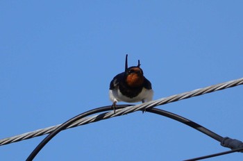 Barn Swallow 自宅前 Fri, 5/3/2024