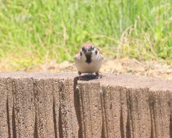 Eurasian Tree Sparrow 自宅前 Sat, 5/4/2024