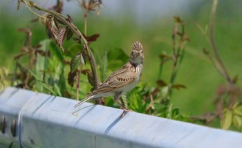 Eurasian Skylark 野崎川流域(知多市) Sat, 5/4/2024