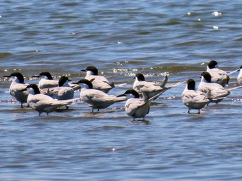 アジサシ ふなばし三番瀬海浜公園 2024年5月3日(金)