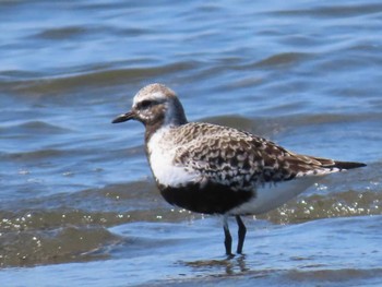 ムナグロ ふなばし三番瀬海浜公園 2024年5月3日(金)