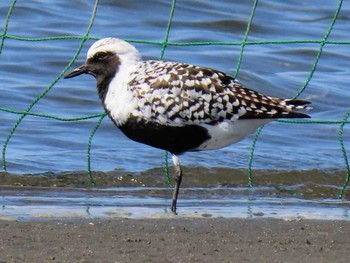 Grey Plover Sambanze Tideland Fri, 5/3/2024