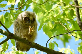 Long-eared Owl Watarase Yusuichi (Wetland) Unknown Date