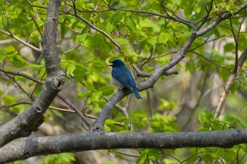 Blue-and-white Flycatcher Nishioka Park Sat, 5/4/2024