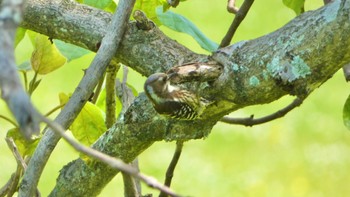 Japanese Pygmy Woodpecker 馬見丘陵公園 Fri, 5/3/2024