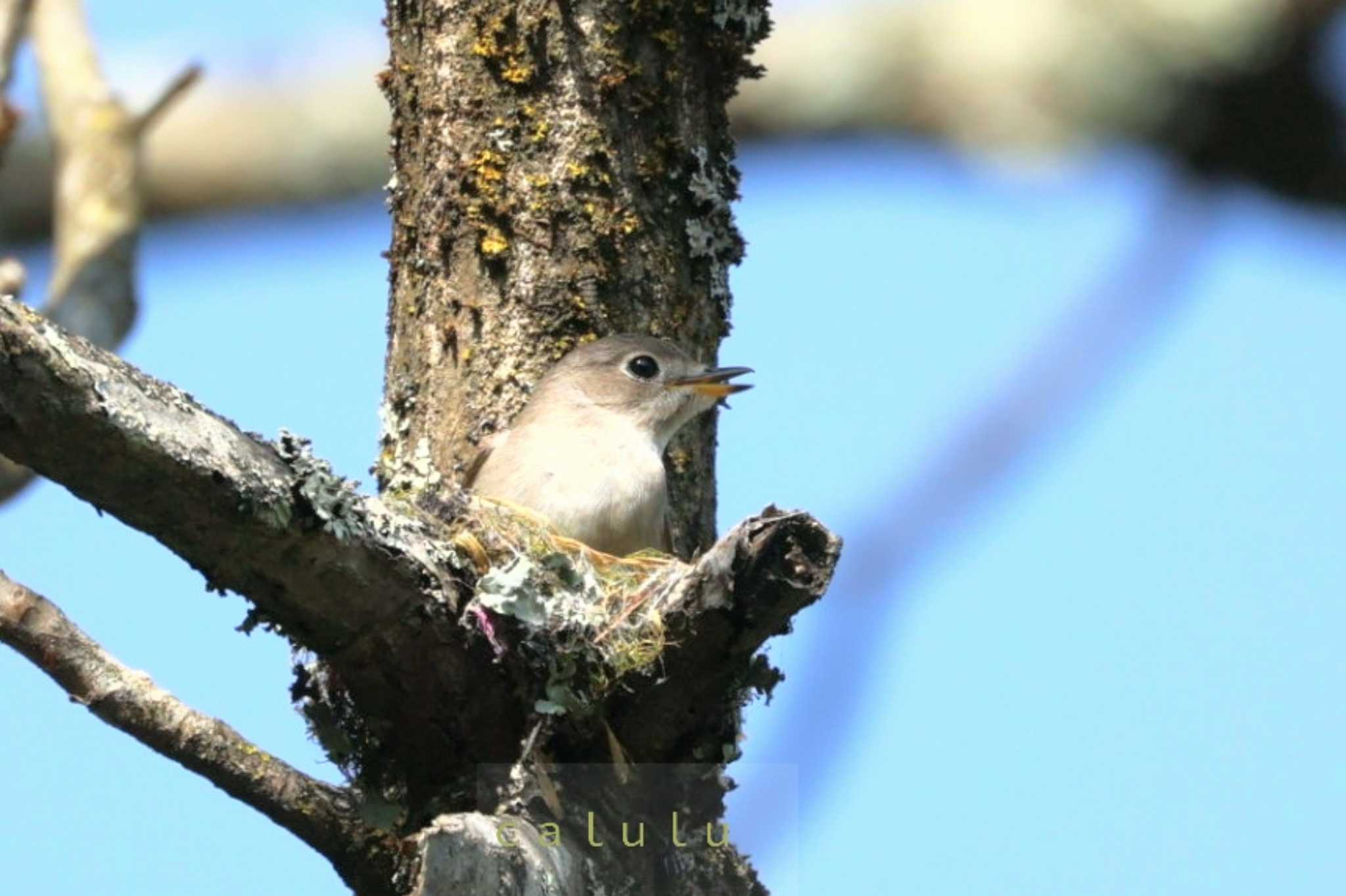 Asian Brown Flycatcher