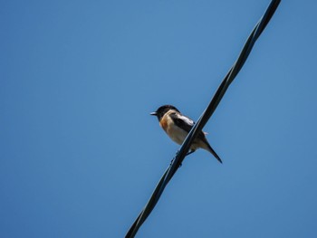 Amur Stonechat はまなすの丘公園(石狩市) Thu, 5/2/2024