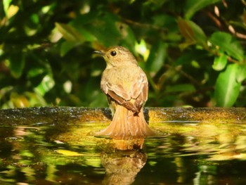 Narcissus Flycatcher 権現山(弘法山公園) Fri, 5/3/2024