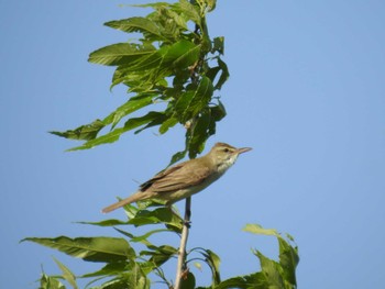 Oriental Reed Warbler 六郷橋緑地 Sat, 5/4/2024