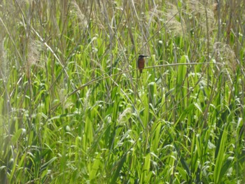 Common Kingfisher 六郷橋緑地 Sat, 5/4/2024