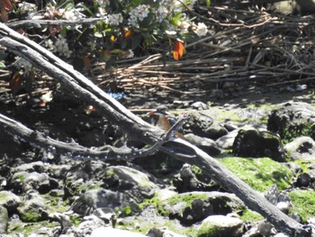 Common Kingfisher Tokyo Port Wild Bird Park Sat, 5/4/2024