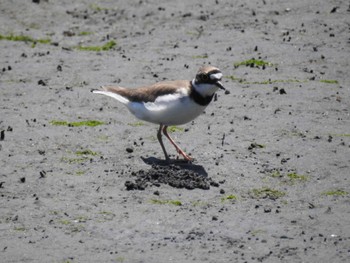 コチドリ 東京港野鳥公園 2024年5月4日(土)