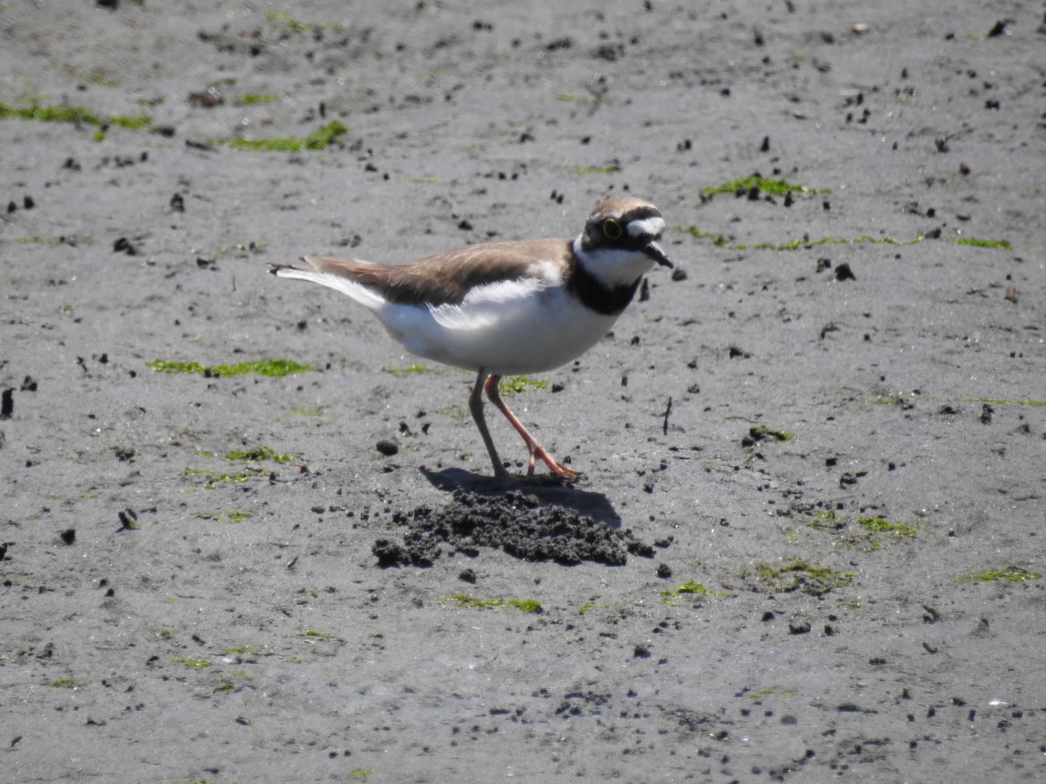 Photo of Little Ringed Plover at Tokyo Port Wild Bird Park by Kozakuraband