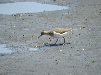 イソシギ 東京港野鳥公園 2024年5月4日(土)