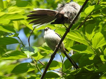 エナガ 東京港野鳥公園 2024年5月4日(土)