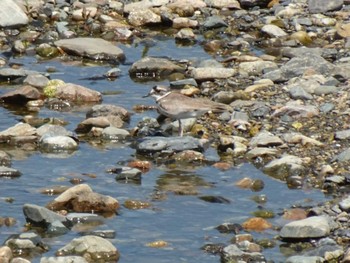 Long-billed Plover 兵庫県伊丹市 猪名川 Fri, 5/3/2024