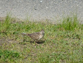 Eurasian Skylark 兵庫県伊丹市 猪名川 Fri, 5/3/2024