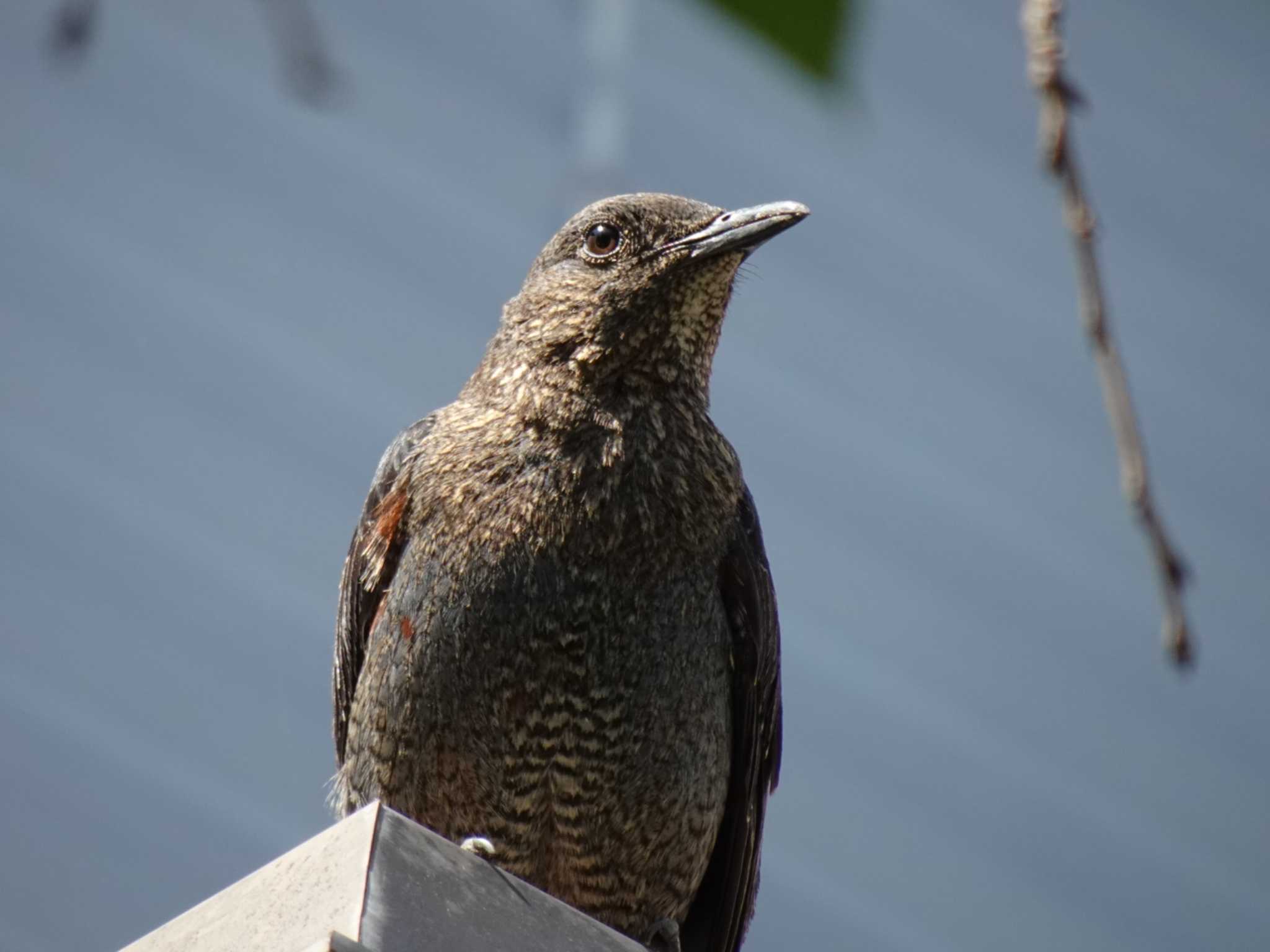 Photo of Blue Rock Thrush at  by rm58