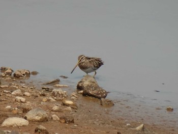 Common Snipe Unknown Spots Sat, 4/20/2024