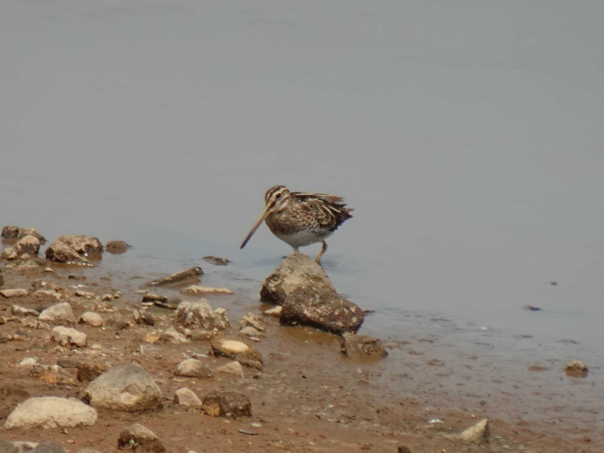 Photo of Common Snipe at  by rm58