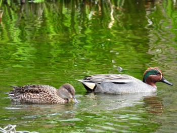 Eurasian Teal 打上川治水緑地 Fri, 4/26/2024