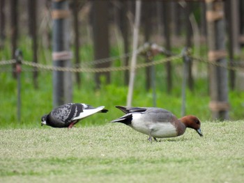 Eurasian Wigeon 打上川治水緑地 Fri, 4/26/2024