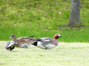 Eurasian Wigeon 打上川治水緑地 Fri, 4/26/2024