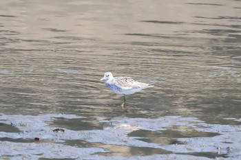 Common Greenshank 土留木川河口(東海市) Sat, 5/4/2024