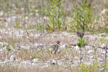 Grey-headed Lapwing 東海市 Sat, 5/4/2024