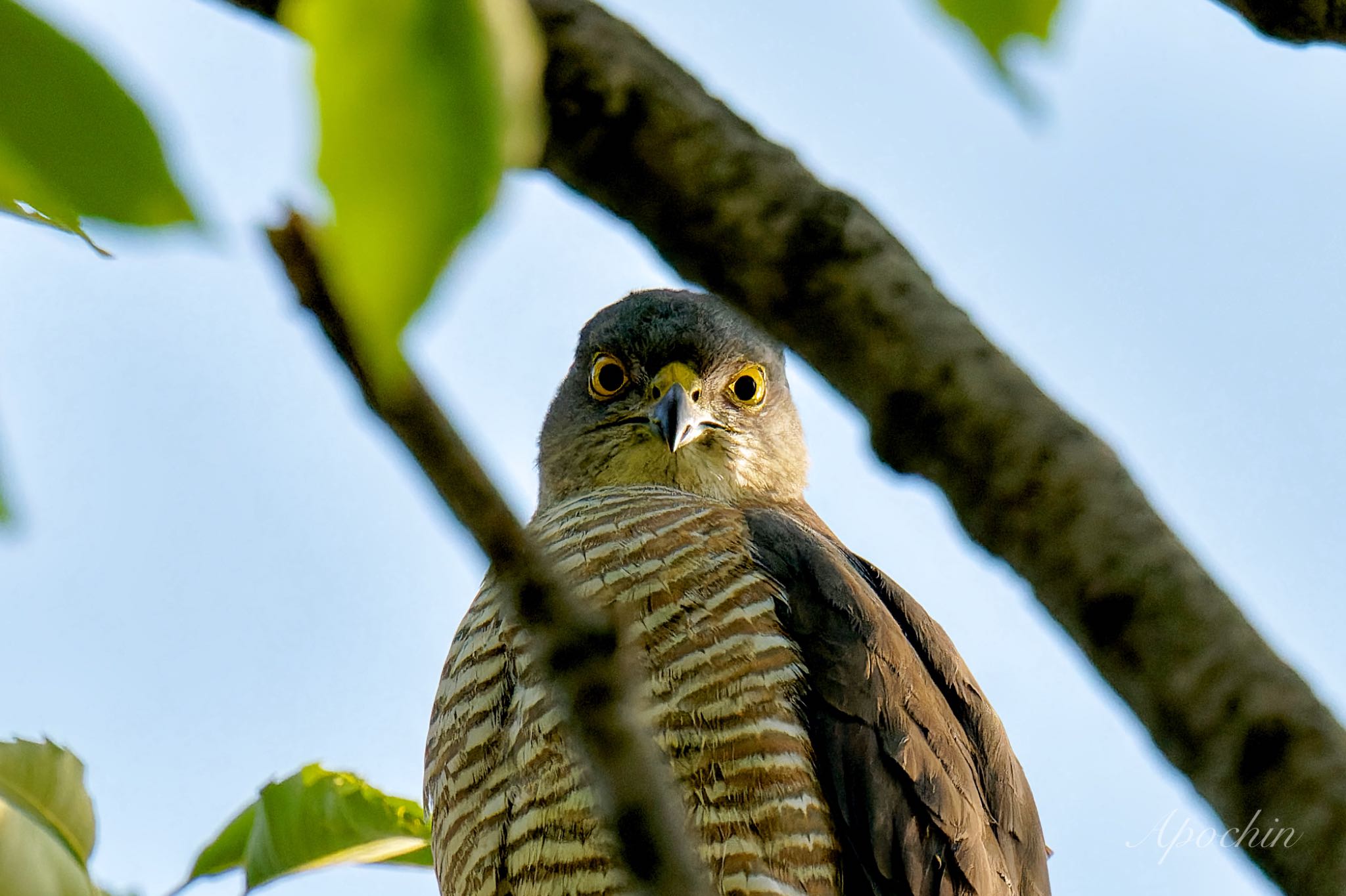 Photo of Japanese Sparrowhawk at 近所 by アポちん