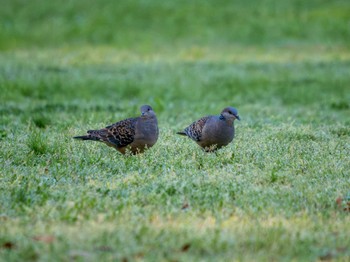 Oriental Turtle Dove つくば市 Sat, 5/4/2024