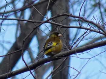 カワラヒワ 昆陽池公園 2024年3月3日(日)