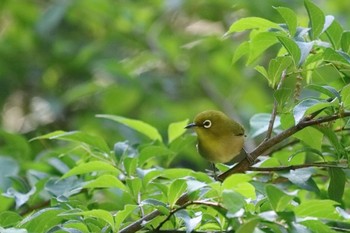 Warbling White-eye 大阪府民の森むろいけ園地 Sat, 5/4/2024