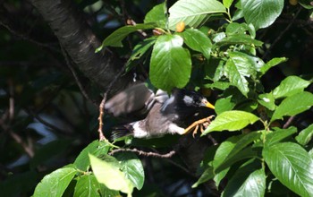 White-cheeked Starling 相模川 Sat, 5/4/2024