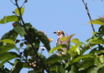 2024年5月4日(土) 相模川の野鳥観察記録