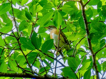 Eyebrowed Thrush 立田山 Sat, 5/4/2024