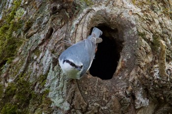 Eurasian Nuthatch(asiatica) Unknown Spots Sat, 5/4/2024