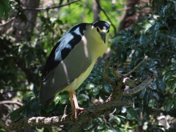 ゴイサギ 庄和総合公園 2024年5月4日(土)