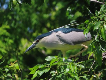 Black-crowned Night Heron 庄和総合公園 Sat, 5/4/2024