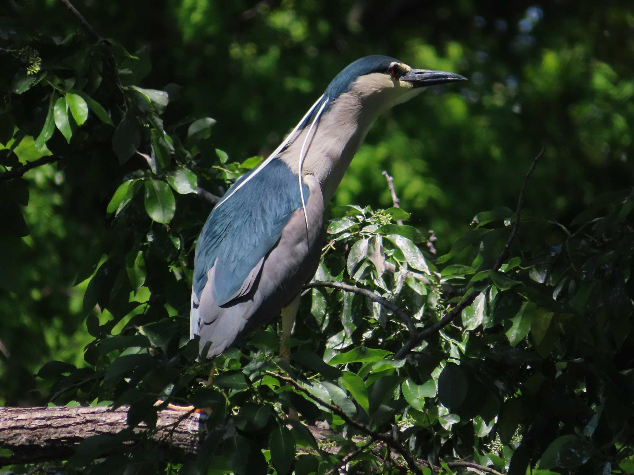 Photo of Black-crowned Night Heron at 庄和総合公園 by kou