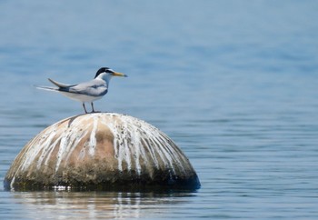 2024年5月3日(金) 愛知県の野鳥観察記録