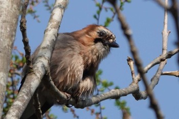 Eurasian Jay(brandtii) 苫小牧市;北海道 Sat, 5/4/2024