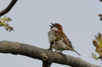 Russet Sparrow 札幌モエレ沼公園 Sat, 5/4/2024