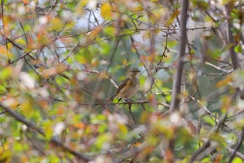 Red-flanked Bluetail 前田森林公園(札幌市) Sat, 5/4/2024