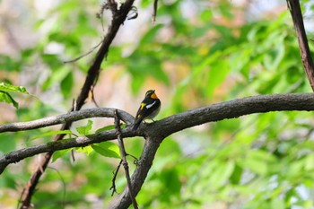 キビタキ 宮丘公園(札幌市西区) 2024年5月4日(土)