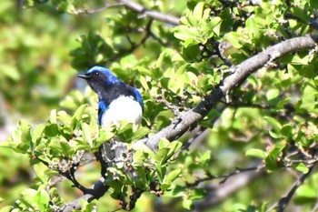 Blue-and-white Flycatcher 宮丘公園(札幌市西区) Thu, 5/2/2024