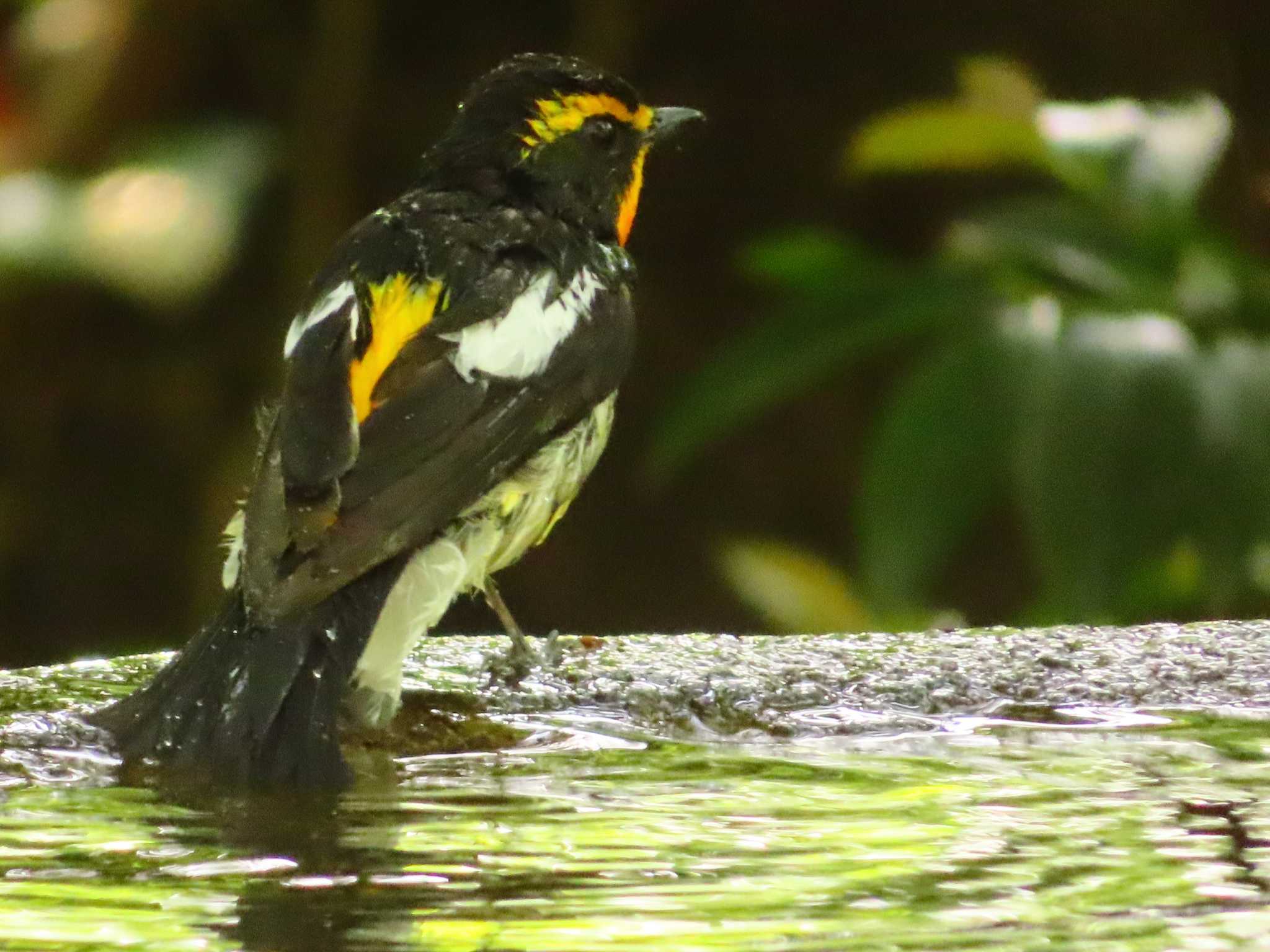 Narcissus Flycatcher